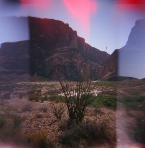 Big Bend Octillo