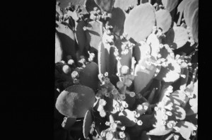 Cacti